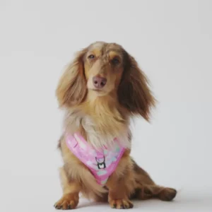 Harnais pour Chien — Ajustable Élégant Tie-Dye Rose