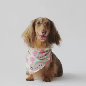 Bandana pour Chien — Élégant