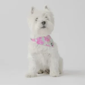 Bandana Pop Tie-Dye Rose pour Chien — Collier Élégant Ajustable