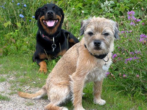 brosse chien comparatif
