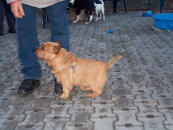 friandise chien naturelle