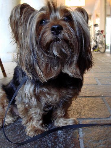 routine bain chien
