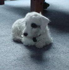 stimulation mentale chien
