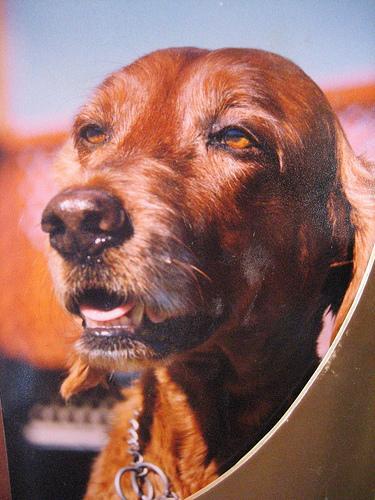 stimulation mentale chien