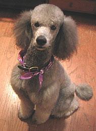 stimulation mentale chien