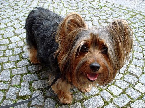 basset fauve de bretagne chien