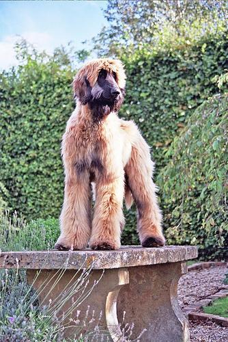 brosser dents chien