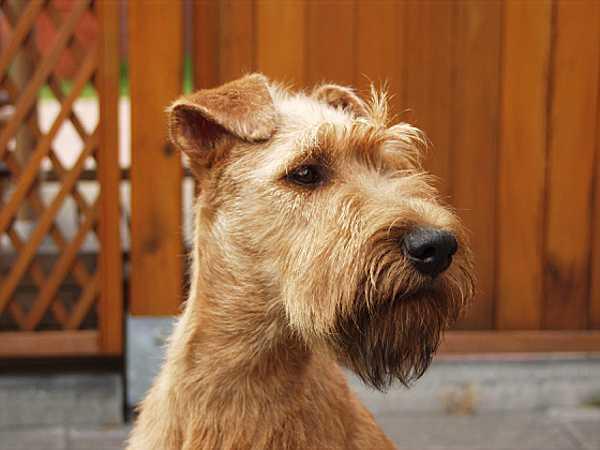 caniche nain chien