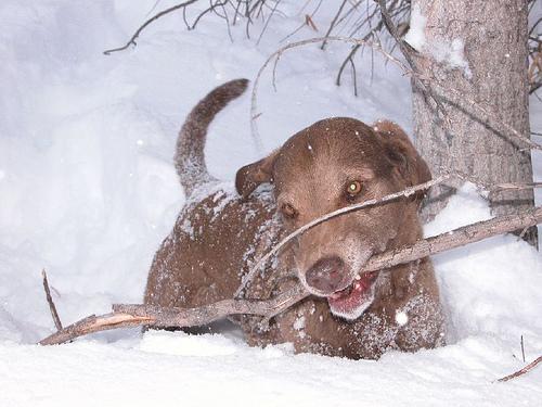caniche toy chien