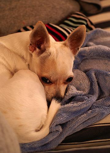 chien bébé arrivée