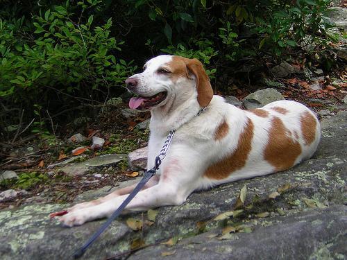 cocker américain chien