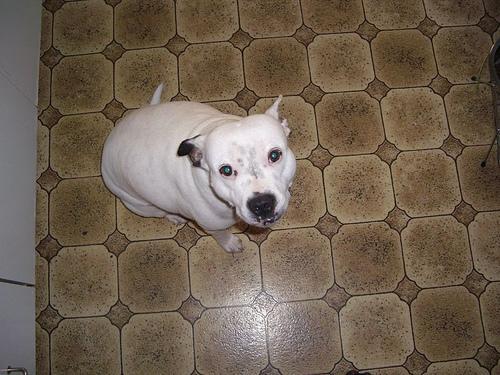 couper griffes chien