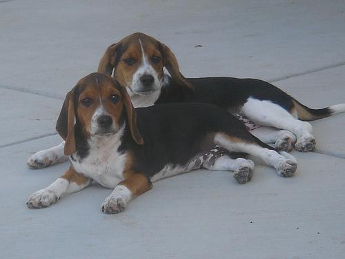 springer gallois chien