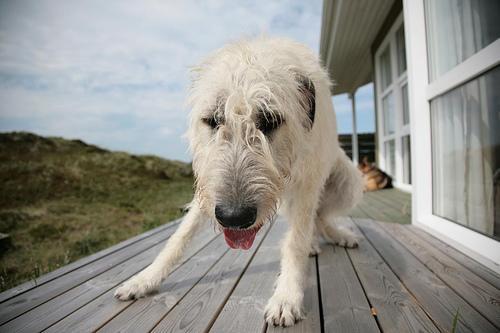 west highland white terrier chien
